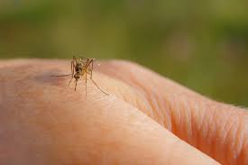 How about a mosquito zapper? 10 Natural Ways To Get Rid Of Mosquitoes At Home Homelane Blog