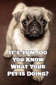 Here S A Fresh Blog Article That We Reckon Is Going To Be Uber Useful For Pet Owners That Are Forced Out Of Their House For Long Hours Or Da Pets Dogs