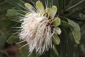 Image result for Protea gaguedi