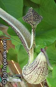 Image result for Aristolochia hockii