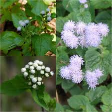 Image result for Ageratum conyzoides