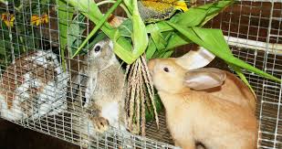 Many people believe that only the cauliflower head is edible, but that is not really the case. Rabbit Feeding Rabbit Farming In South Africa