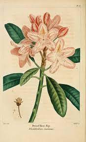File:NAS-067 Rhododendron maximum.png - Wikimedia Commons