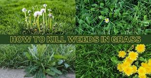 We did not find results for: How To Kill Weeds In Lawn Without Killing Grass In Best Way