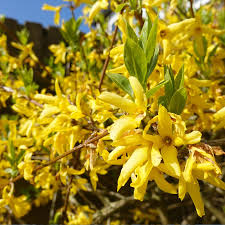 Forsythia Hedges Hedges Direct
