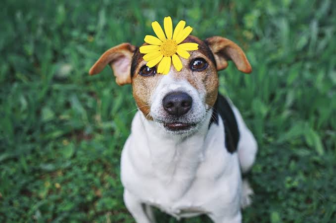 Confira 3 dicas de como cuidar do seu pet na primavera - docg.