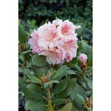 Blooms early spring & reaches roughly 2 feet tall. Rhododendron Hybr Double Dots R Pflanzen Fur Dich De 19 95