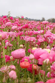 Show Tell Flower Fields Forever Flower Aesthetic Flower Field Flower Photos