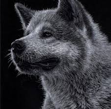 Black And White Akita Hachiko Akita Inu Details White Pencil On Black Paper By Veri Apriyatno 2013 Black Paper Drawing Black Paper Akita
