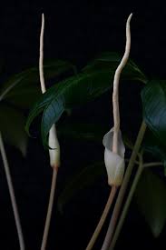 Image result for Euphorbia mossambicensis