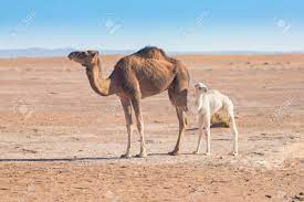 Springtime in the gobi desert, south mongolia. Mother And Baby Camel In Sahara Desert Beautiful Wildlife Near Stock Photo Picture And Royalty Free Image Image 136894886