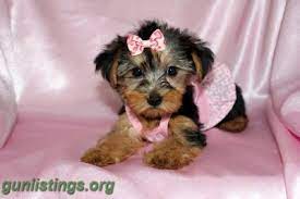 Why buy a kitten for sale if you can adopt and save a life. Awesome Teacup Yorkie Puppies For Adoption In Tampa Bay Area Florida Gun Classifieds Gunlistings Org