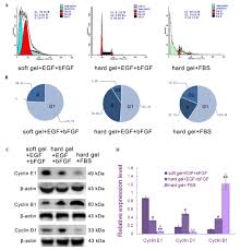 a novel method to limit breast cancer stem cells in states