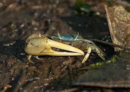 Image result for Crabbea nana