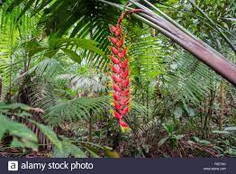 Pin On Amazonia Orinoquia
