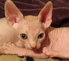 Available in san diego, ca, call us now, we offer bare kittens and hairless cat adoption. Sphynx Kittens Hairless Cat Adoption Odd Eyed Sphynx San Diego Ca
