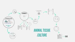 Cell lines in animal tissue culture. Animal Tissue Culture By Aqeela Manuideen