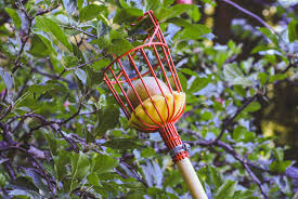 Your trees will come packaged usually wrapped in plastic and then placed into a cardboard box for shipping. Bare Root Fruit Trees In Depth Faq Mountain Feed Farm Supply