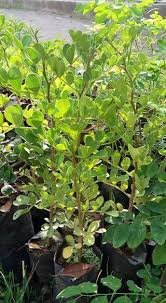 Di daerah tertentu, buah ini disebut dengan nama buah kawis. Pohon Gambar Jual Ciri Ciri Bibit Tanaman Buah Kawista Matang Blacan Com