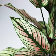 Maybe you would like to learn more about one of these? Calathea Majestica White Star Zielony Parapet