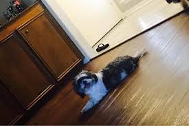 Dogs live in the safety of my home. Best Dog Boarding Kennels Near Me July 2020 Find Nearby Cute766