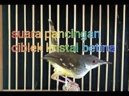 Download suara ciblek kristal super gacor ngebren mp3 dari berbagai variasi suara kicau burung ciblek untuk masteran atau isian. Suara Khas Ciblek Kristal Dan Cisem Betina Youtube