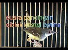 Burung masteran, ciblek kristal gacor ngotot berantakan. Suara Burung Ciblek Kristal Betina