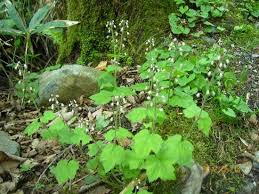 ズダヤクシュ 喘息薬種 薬草と花紀行のホームページ
