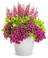 Breathtaking Proven Winners Includes Instructions For Plant Arrangement Container Flowers Container Gardening Flowers Container Gardening