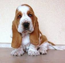 In pop culture, the basset hound is featured as the logo for hush puppies brand shoes and also appears. 640 Basset Hound Puppies Ideas Hound Puppies Basset Hound Puppy Basset Hound