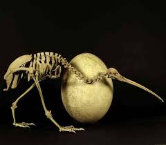Huge Elephant Bird S Dna Ties To Little Kiwi Prompt Rethinking Of Evolution Flightless Bird Kiwi Bird Ostriches