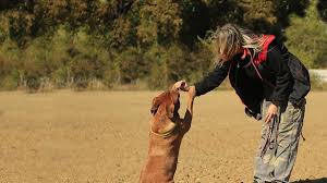 Maybe you would like to learn more about one of these? Why Does My Dog Jump Up And Bite Me On Walks Dog Discoveries