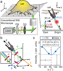 Sticky molecules answer key vocabulary: Turn Key Mapping Of Cell Receptor Force Orientation And Magnitude Using A Commercial Structured Illumination Microscope Nature Communications