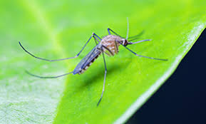 We've picked the top stockbridge pest control companies, including alliance pest control, northwest exterminating co inc and bug busters inc. Top 10 Best Pest Exterminators In Portland Or Angi