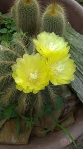 It is well known that many cactus plants can be propagated easily from offsets or cuttings. Yellow Cactus Flower Cactus Flower Cactus Plants Cactus Flowers