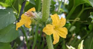 Image result for female flowers cucumber