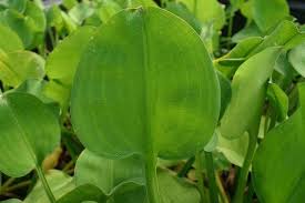 Image result for Limnocharitaceae