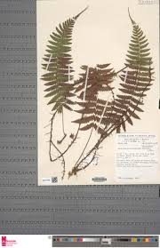 Image result for Tectaria fernandensis