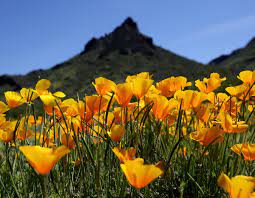 Blooms yellow flowers in spring and fall. 5 Lovely Flowers You Can Find Blooming In The Desert Right Now Tucson Life Tucson Com