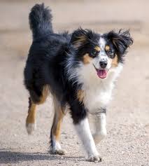 The australian shepherd dog can be a great working dog or family pet. Australian Shepherd Miniature Combibreed Dna Tests Fur Ihren Hund