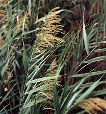 Image result for Phragmites australis