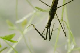 Their preference is to hang unobtrusively from sunken vegetation or water grass and ambush smaller invertebrates. Water Scorpion The Wildlife Trusts