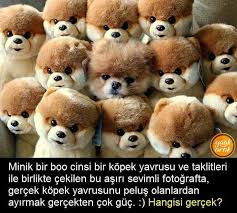 Elif Bilgin Adli Kullanicinin Bilgi Panosundaki Pin Boo Dog Cok Sirin Hayvanlar Hayvanlar