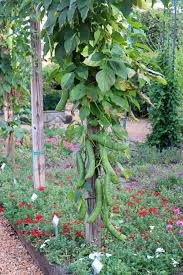 Image result for Canavalia