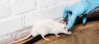 Once you seal off all the possible entrances, the next step in getting rid of mice is choosing and strategically placing traps. How To Get Rid Of Mice When You Live On The Top