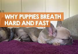 That's the case with babies as well, interestingly enough. Why Is My Puppy Breathing So Hard Fast Awake Or Sleeping
