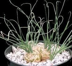 Image result for Albuca virens