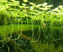 We did not find results for: Duckweed Care Guide Planting Growing And Propagation Shrimp And Snail Breeder