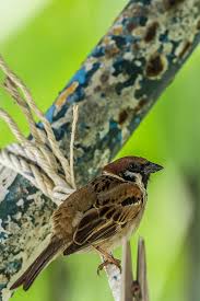 The rock pipit and south georgia pipit is found in the rocks and cliffs of the seashore, whereas a number of species are restricted (for part of the year in some cases) to alpine areas. Burung Pipit 02 Pocot67 Flickr