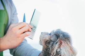 A dog's hair shafts are barbed much like a briar bush, with some more barbed than others. How To De Mat Your Dog S Tangles